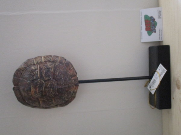 Schildpad schild klein